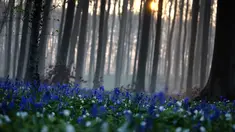 Matahari terbit di antara pepohonan saat bluebell atau Eceng Gondok liar bermekaran di lantai hutan Hallerbos di Halle, Belgia (20/4/2021). Pada musim semi, pemandangan biru hamparan bunga Bluebell atau eceng gondok liar tengah bermekaran dapat dinikmati di hutan ini. (AP Photo/Virginia Mayo)
