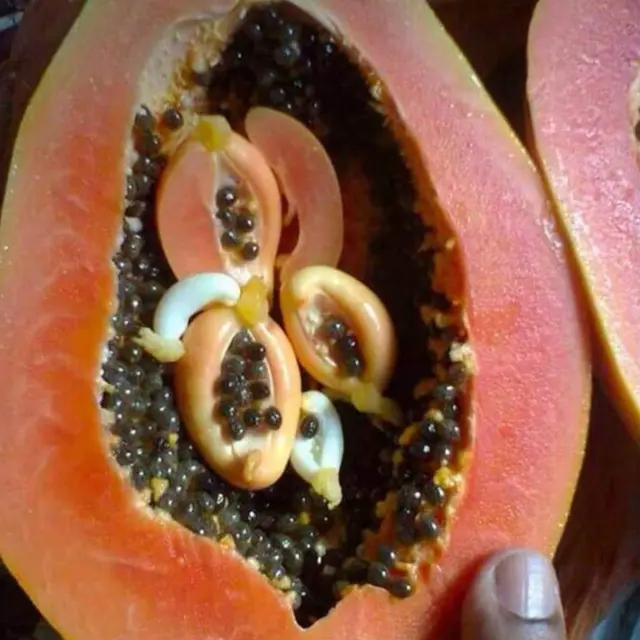 6 Penampakan Buah Usai Dipotong Ini Bikin Heran, Bentuknya Unik