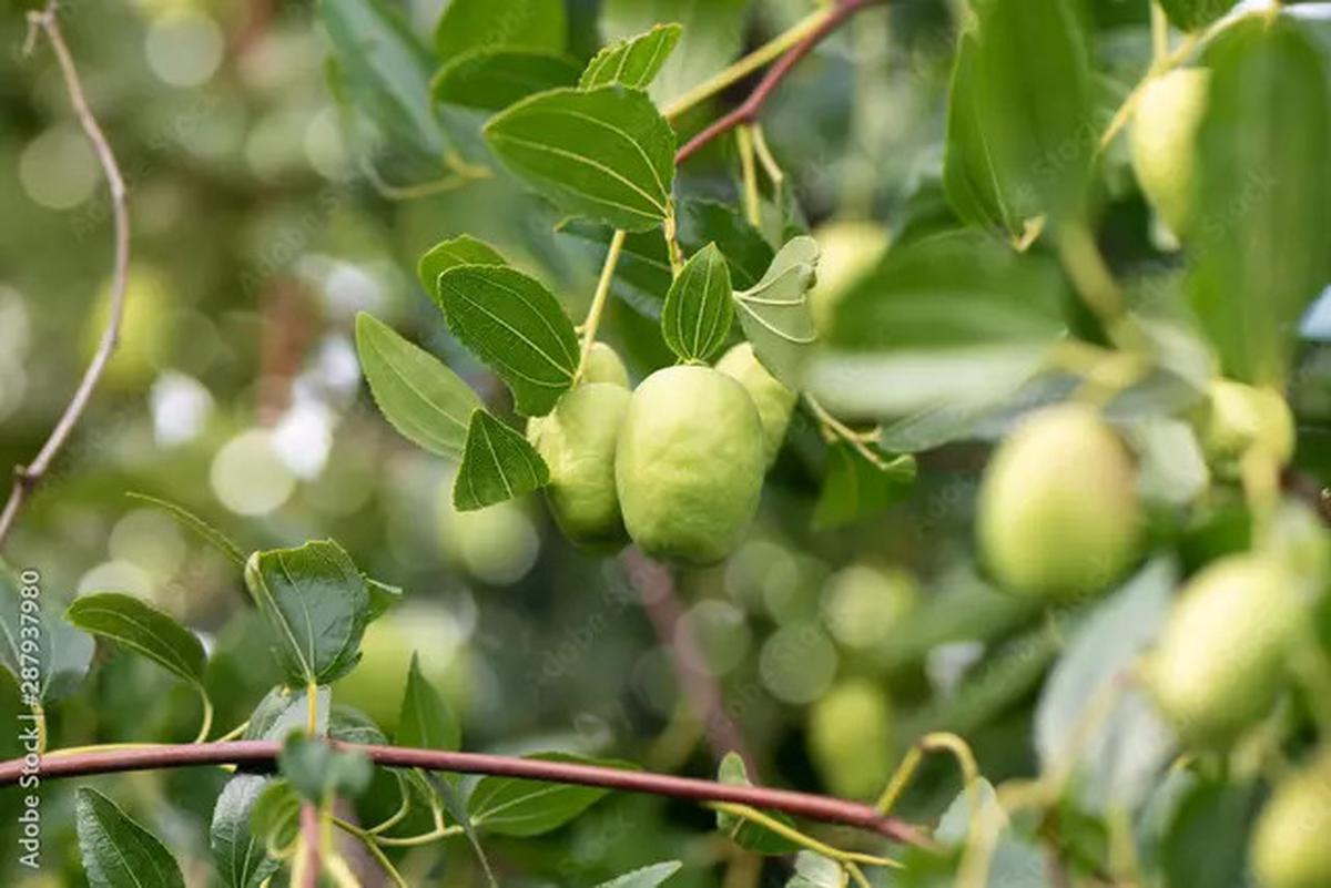 Minuman Penurun Kolesterol, Resep Sehat yang Bisa Anda Buat Sendiri di Rumah