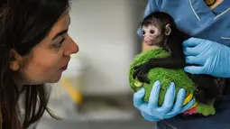 Dokter saat memeriksa kondisi Olivia, seekor monyet laba-laba berusia 25 di klinik kebun binatang Cali, di Kolombia (19/10). Olivia ditemukan tidak sadar sekitar seminggu yang lalu usai terjatuh dari pelukan ibunya. (AFP Photo/Luis Robayo)