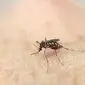 Nyamuk Aedes aegypti terlihat di tangan manusia (REUTERS/Jaime Saldarriaga)