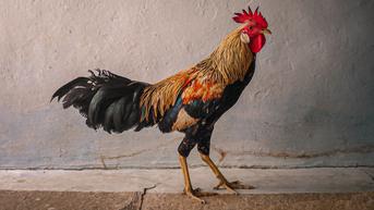 Pria di Jerman Gugat Tetangga Lantaran Punya Ayam yang Berkokok 200 Kali Sehari