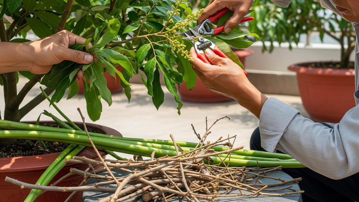 Cara Pemangkasan Pohon Kelengkeng agar Cepat Berbuah Lebat, Pakai Trik Ini