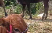 Sebelum Buka Keran Impor, Pemerintah Diingatkan untuk Utamakan Sapi Lokal