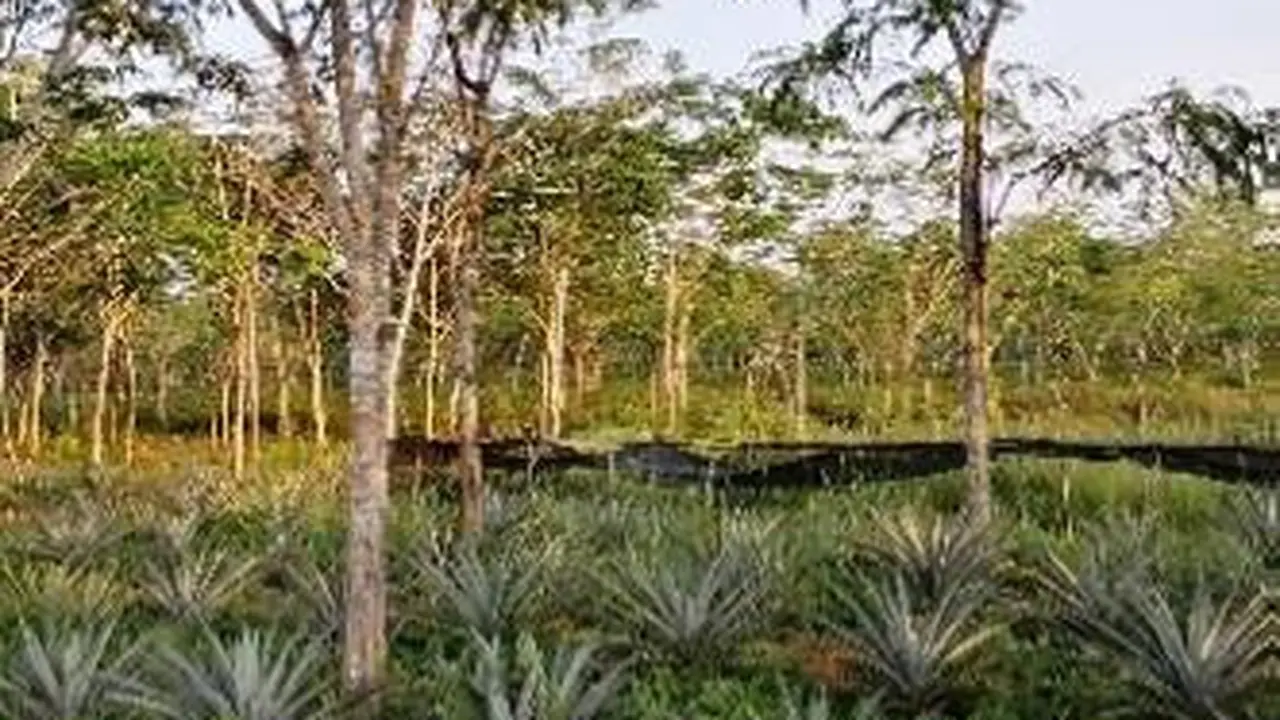 Sumber penghidupan masyarakat di sekitar lahan gambut di Kabupaten Kubu Raya, Kalimantan Barat. (Foto: Agus Dianto/Peneliti Muda Gambut, Kalimantan Barat)