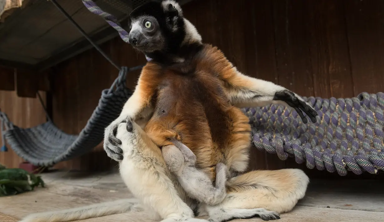 Poppy, seekor sifaka Mahkota betina, memegang anaknya di kebun binatang Mulhouse, Prancis pada 5 Maret 2019. Sifaka mahkota adalah spesies yang terancam punah dari Madagaskar. (Photo by SEBASTIEN BOZON / AFP)