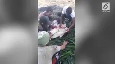 Kejam, empat beruang madu di Riau dibunuh dan dikuliti.