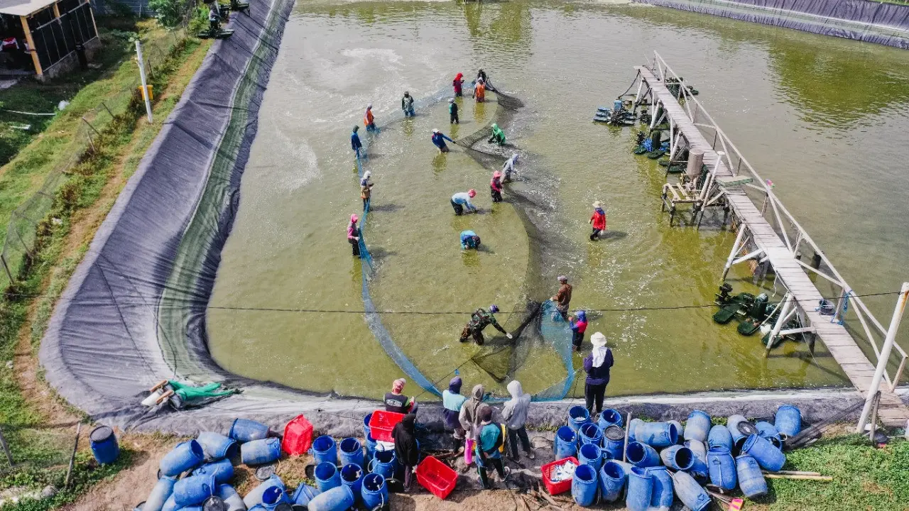 Penggunaan teknologi disebut bisa menaikkan produksi tambak udang. (Istimewa)