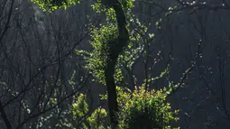 Pohon-pohon kembali bertunas setelah sempat terbakar hangus dalam kebakaran hutan di dekat Teluk Batemans, Australia, Jumat (27/2/2020). Kebakaran hutan di Australia dikaitkan dengan fenomena perubahan iklim karena pemanasan global. (Xinhua/Chu Chen)