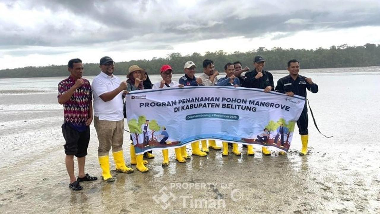 PT Timah Tanam Ratusan Mangrove di Pantai Dudat Belitung, Perkuat Ekosistem Pesisir