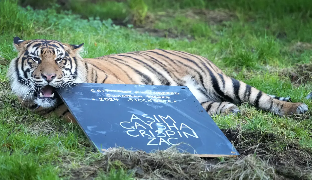 Crispin, seekor harimau Sumatera, mengunyah papan kapur saat melakukan inventarisasi tahunan di Kebun Binatang ZSL London, di London, Rabu (3/1/2024). (AP Photo/Kirsty Wigglesworth)