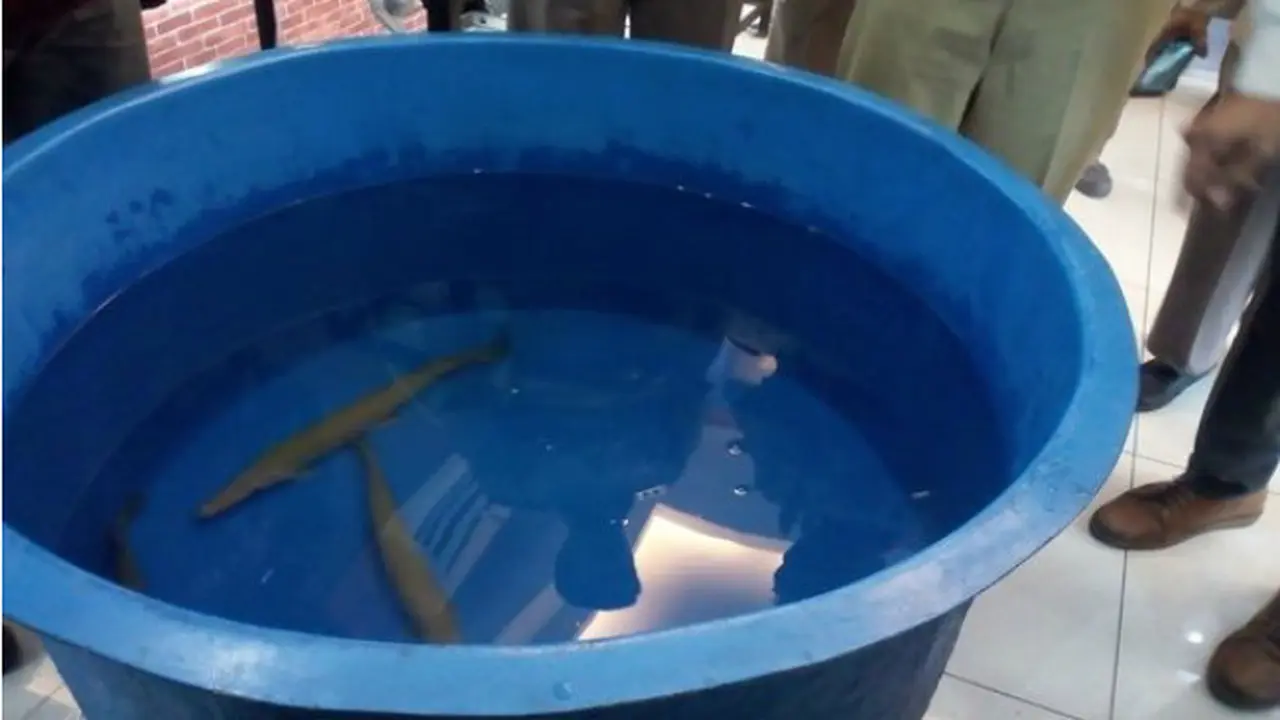Sempat Dijual Bebas di Pasar Johar, Serahkan Ikan Berbahaya dan Invasif ke BKIPM