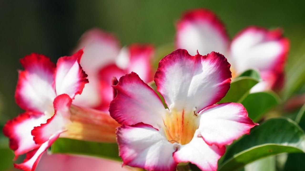 Adenium Obesum