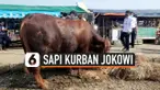 sapi jokowi thumbnail