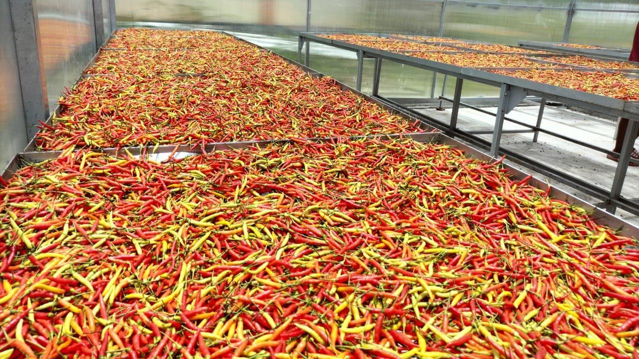 Proses pengeringan cabai