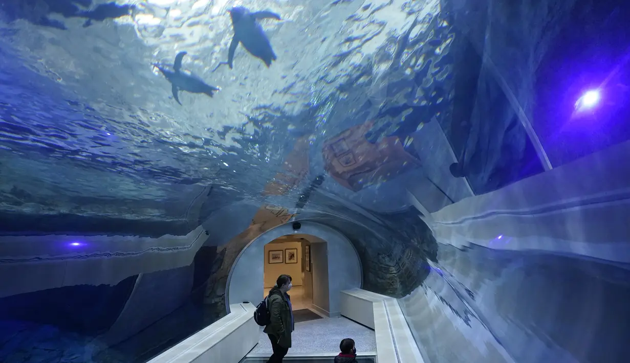 Pengunjung menyaksikan penguin berenang di Pusat Konservasi Penguin Polk di Kebun Binatang Detroit, 16 Februari 2022. Pusat Konservasi Penguin Terbesar di Kebun Binatang Detroit dibuka kembali lebih dari dua tahun setelah ditutup untuk memperbaiki waterproofing yang rusak. (AP Photo/Paul Sancya)