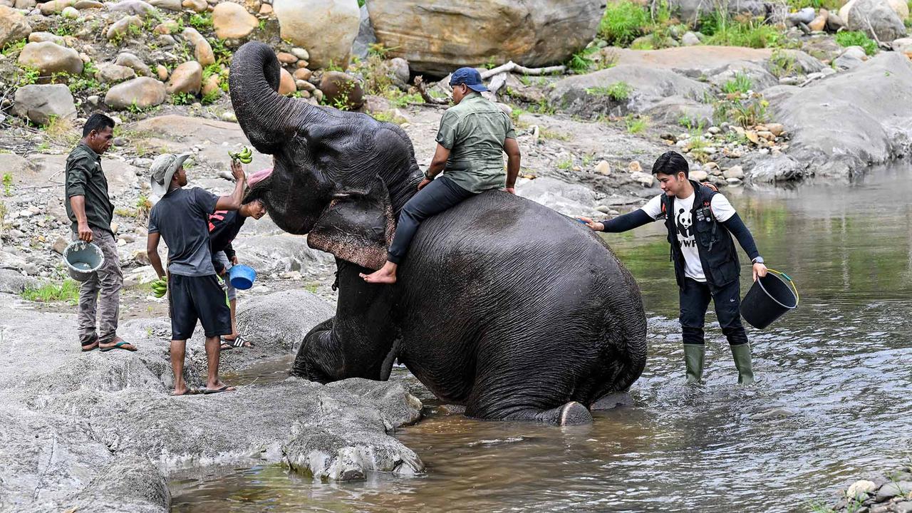 Ratusan Ribu Pohon Ditanam di DAS Peusangan Aceh