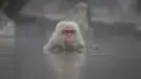 Seekor monyet Jepang yang dikenal sebagai monyet salju berendam di pemandian air panas di lembah Jigokudani di Prefektur Nagano, barat laut Tokyo, Sabtu (6/3/2021). Monyet Jepang atau Macaca fuscata adalah salah satu spesies monyet endemik Jepang. (AP Photo/Kiichiro Sato)