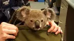 Gambar yang dirilis polisi Queensland menunjukkan seekor bayi koala berada di dalam tas milik seorang wanita di Brisbane, Senin (7/11). Penemuan itu setelah polisi Australia menangkap perempuan tersebut dalam pemeriksaan rutin lalu lintas. (AFP Photo)