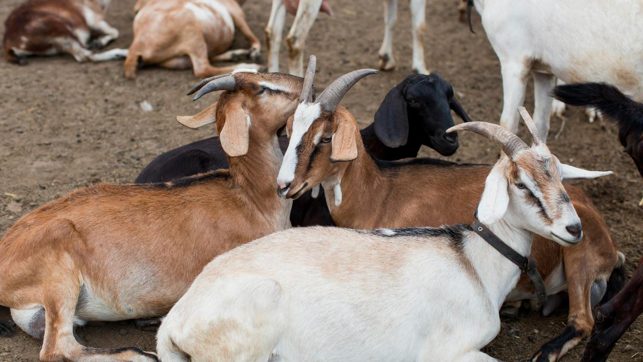 Dampak Stres pada Kambing dan Sapi terhadap Kualitas Daging