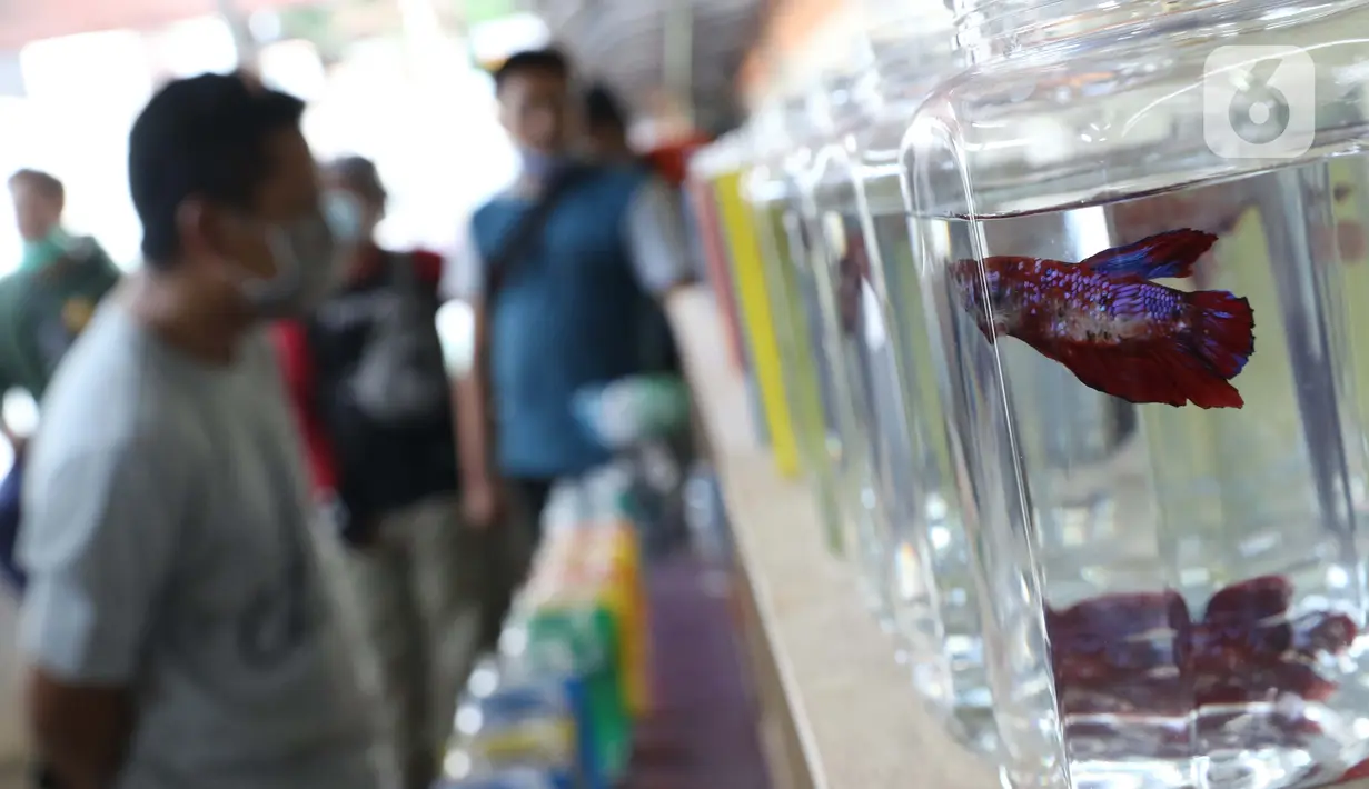 Pengunjung melihat salah satu jenis ikan cupang dalam Pameran dan Bazaar Cupang di Pasar Gembrong Baru Cipinang, Jakarta, Jumat (30/10/2020). Ajang yang berlangsung hingga 30 November 2020 itu menampilkan beragam jenis ikan cupang (Betta sp) dengan harga bervariasi. (Liputan6.com/Helmi Fithriansyah)