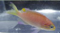 Ikan air tawar Etheostoma Obama (Associated Press/Huffingtonpost.com)