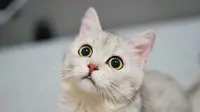 Doa Kucing untuk Majikannya, dari Diberi Kesehatan Hingga Rezeki Lancar