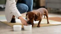 How Much to Feed a Puppy: A Guide for Owner