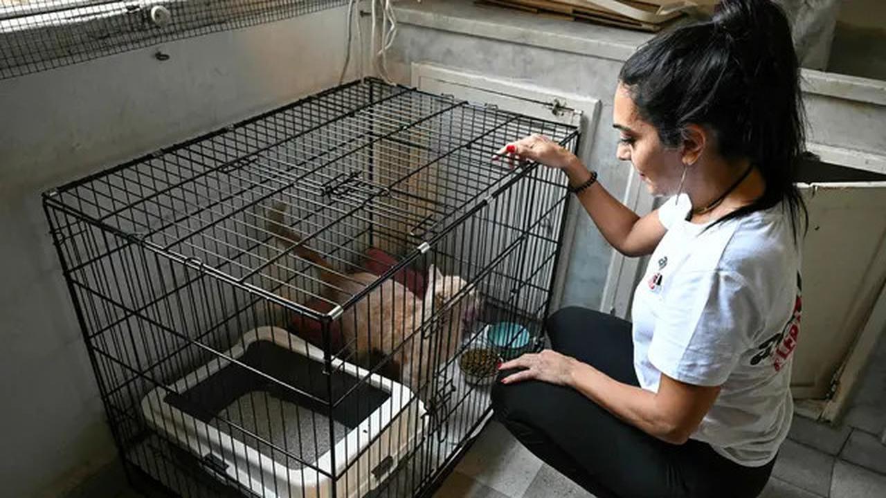 Misi Penyelamatan Kucing Terlantar di Lebanon