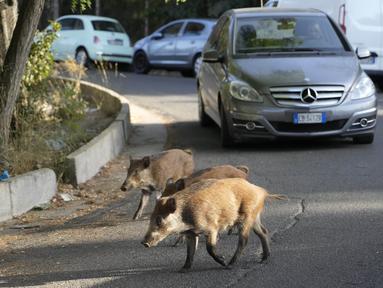 Babi hutan menyeberang jalan di Roma, Italia pada 24 September 2021. Gerombolan babi hutan berlarian di jalan-jalan kota, menjulurkan moncongnya ke tempat sampah mencari makanan telah menjadi pemandangan sehari-hari di Roma. (AP Photo/Gregorio Borgia)