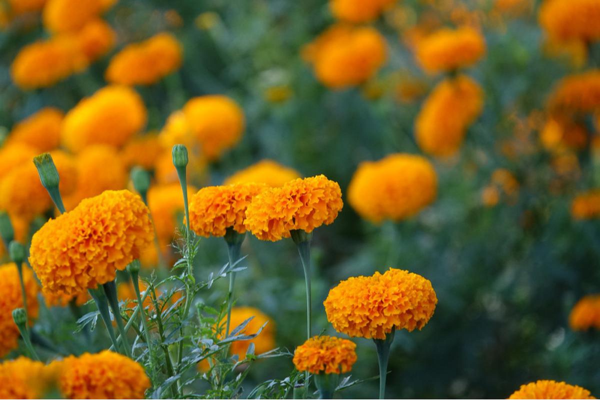 Ilustrasi bunga marigold