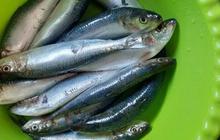 Ikan Lemuru, Pengganti Salmon Di Meja Makan dengan Harga Murah dan Kandungan Gizi Tak Kalah Lengkap