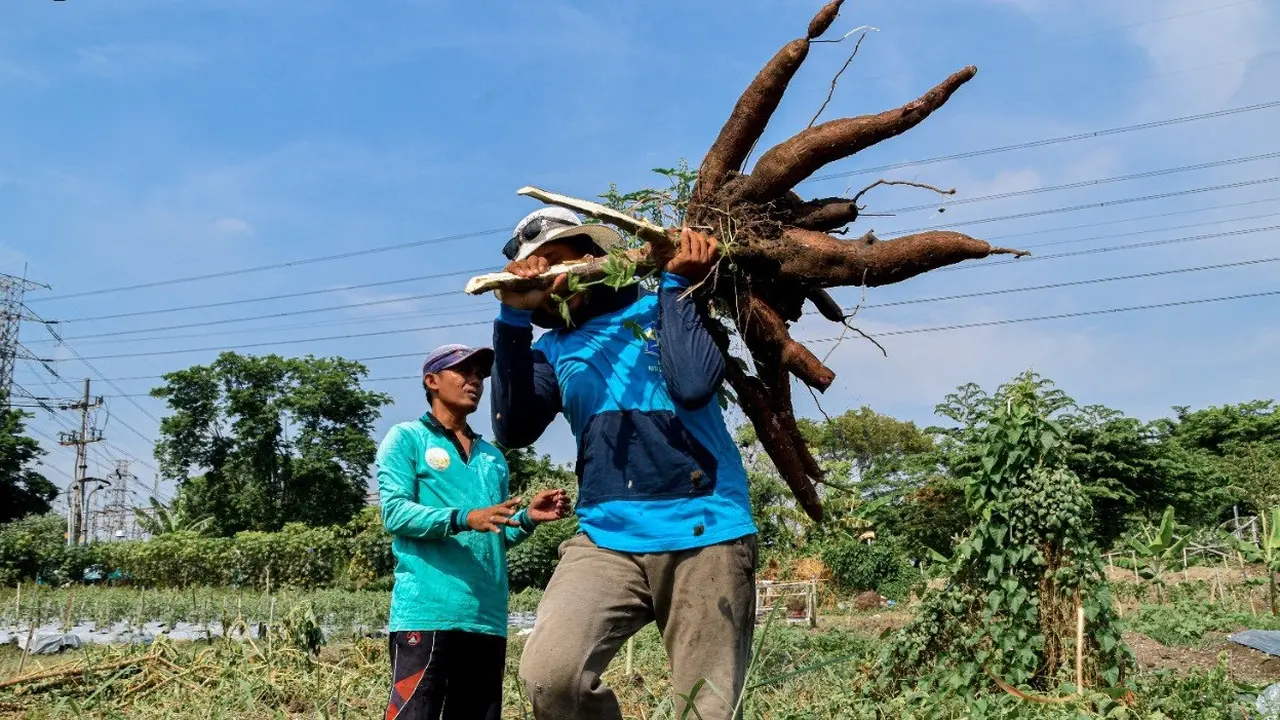 Ketela pohon yang dikelolah di lahan kosong Surabaya. (Dian Kurniawan/Liputan6.com)