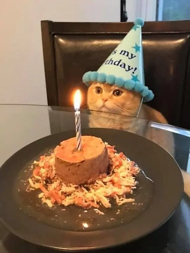 6 Potret Gemas Beri Surprise Ulang Tahun Kucing Kesayangan, Bikin Senyum