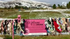Sepanjang jalan Cardrona terdapat pagar pembatas jalan yang digantungi beragam jenis bra, seperti halnya jemuran.