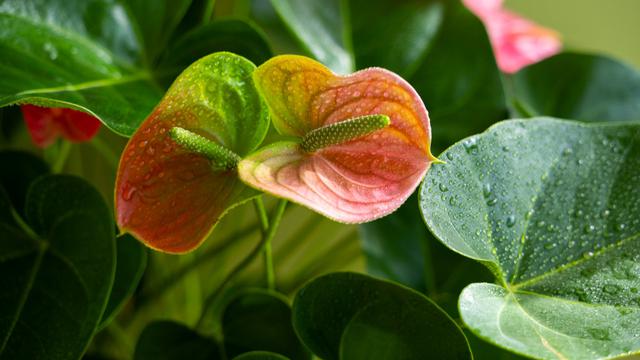 Ilustrasi tanaman kuping gajah