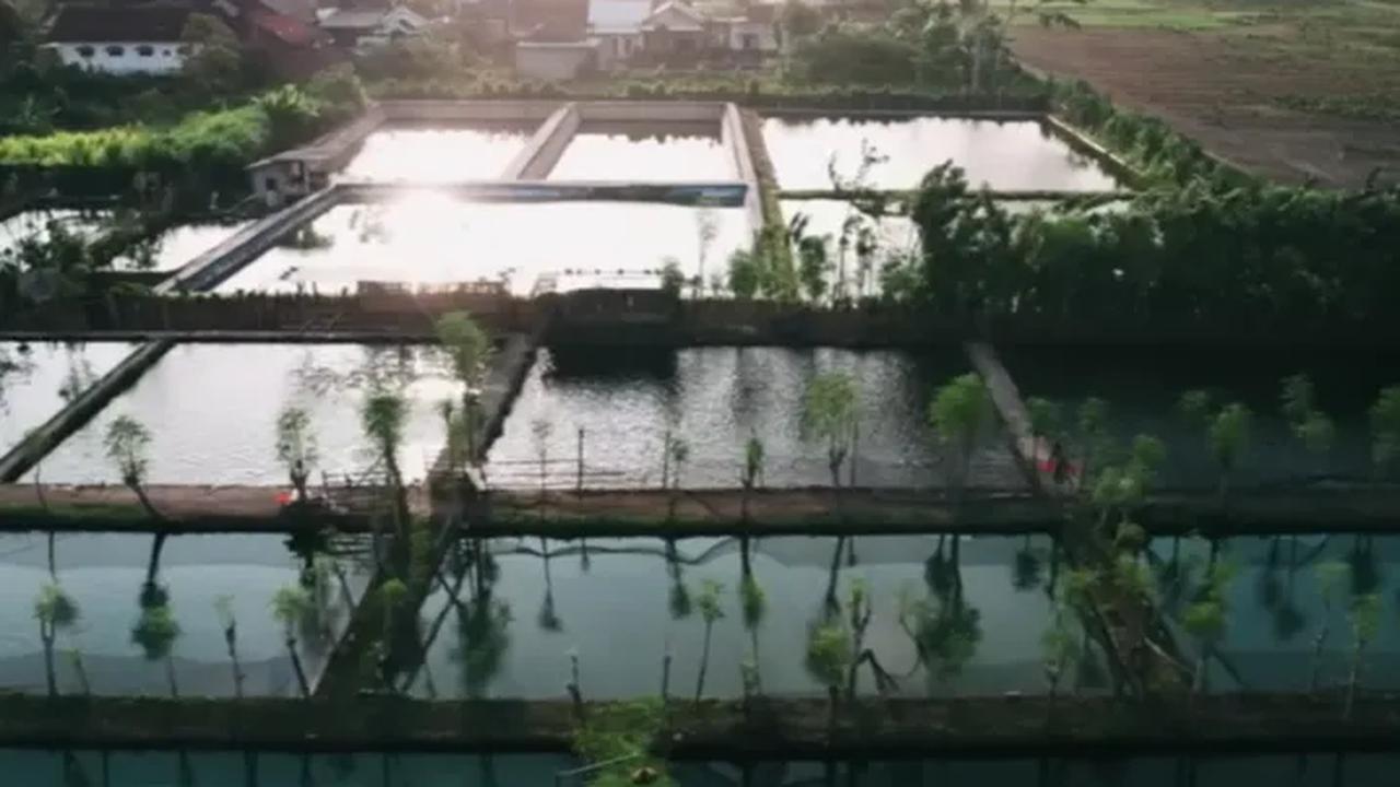 Kelola Puluhan Kolam Ikan