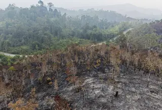 Foto udara ini memperlihatkan lahan yang terdampak kebakaran hutan di Kapuas Hulu, Kalimantan Barat, Jumat, 4 September 2026. (AFP/ Bay Ismoyo)