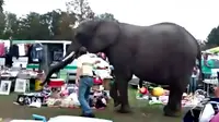Seekor gajah sirkus yang kabur dari rombongan malah berkelana ke pasar loak di tengah kota.
