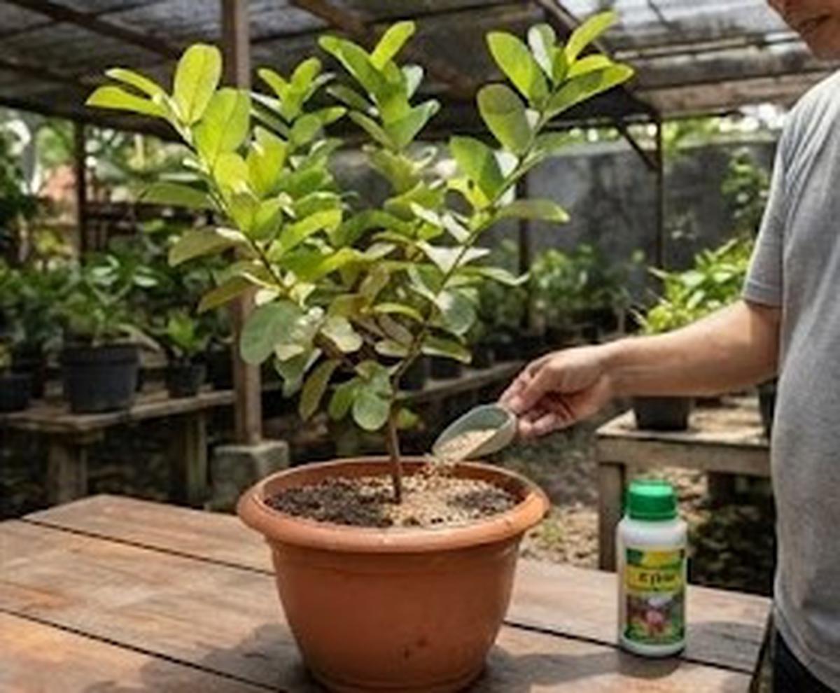 Cara Merawat Tabulampot saat Kemarau