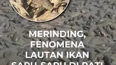 Dampak kemarau ekstrem membuat Sungai Silugonggo di Kabupaten Pati, Jawa Tengah, mengering total. Fenomena ini memicu kemunculan ribuan ikan sapu-sapu di dasar sungai.

Warga memanfaatkan momen ini untuk memanen ikan sapu-sapu menggunakan pikap. Ikan tersebut dijual seharga Rp2.000 per kilogram k...