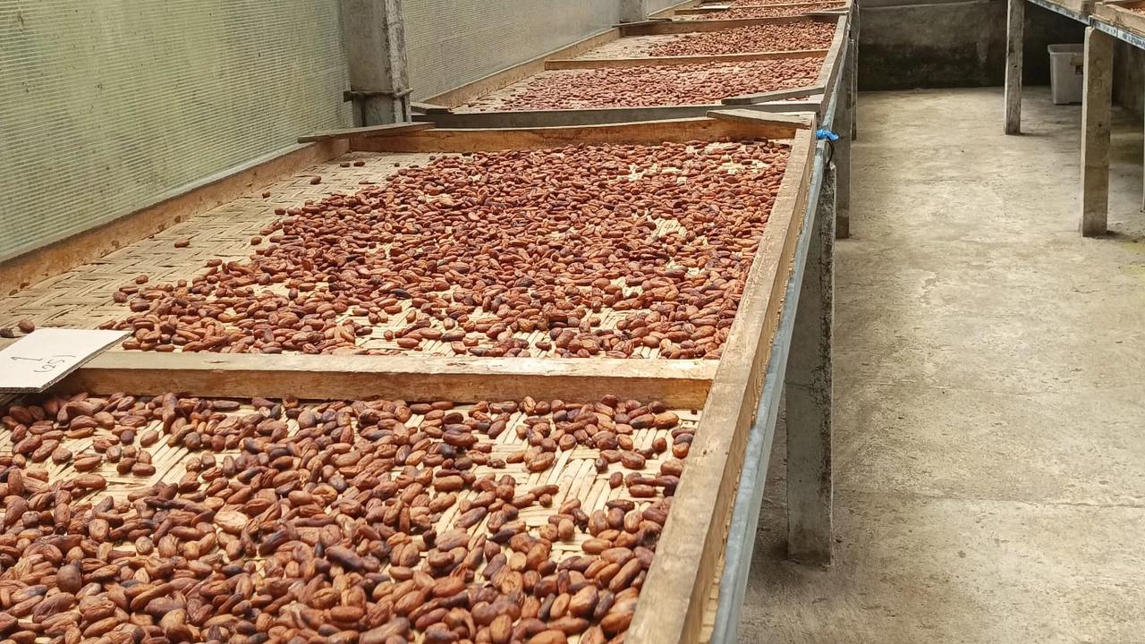Kisah Mantan Pegawai Bank yang Sukses Raup Omzet Miliaran dari Kebun Cokelat