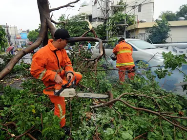 Petugas Pemadam Kebakaran dan Penanggulangan Bencana (Damkar PB) memotong bagian pohon yang tumbang di Jalan Kemang Raya, Jakarta, Sabtu (7/11/2015). Tidak ada korban dalam peristiwa ini. (Liputan6.com/Helmi Fithriansyah)