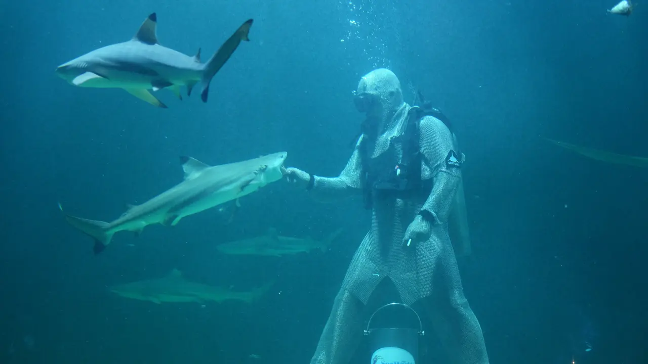 Feeding Shark di Seaworld