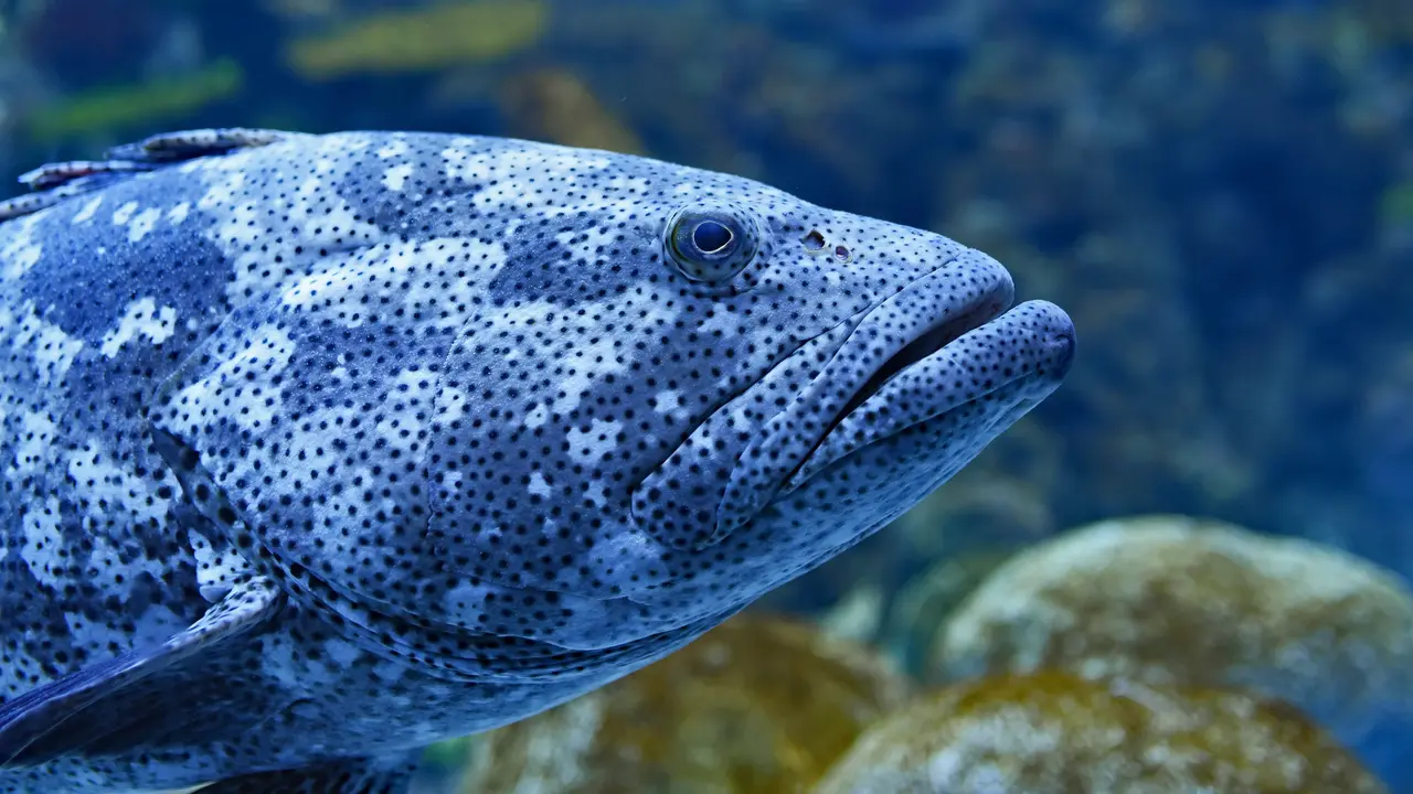 Ikan - Vania