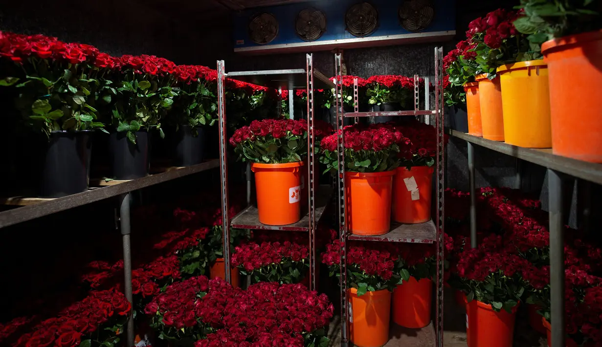 Mawar ditempatkan dalam ember jelang Festival Sant Jordi di Santa Susanna, dekat Barcelona, Spanyol, Selasa (20/4/2021). Festival Sant Jordi yang diperingati pada 23 April juga dikenal sebagai The Day of the Rose atau The Day of the Book. (Josep LAGO/AFP)