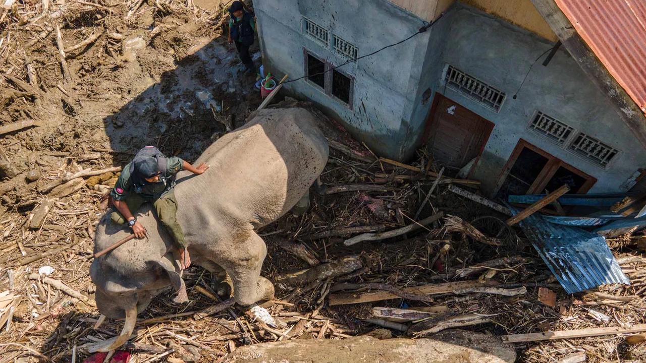 FOTO: Gajah Sumatra Dikerahkan Bantu Evakuasi Pascabanjir Bandang di Pidie Jaya