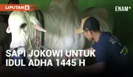 Jokowi Beli Sapi Hampir 100 Juta Untuk Idul Adha