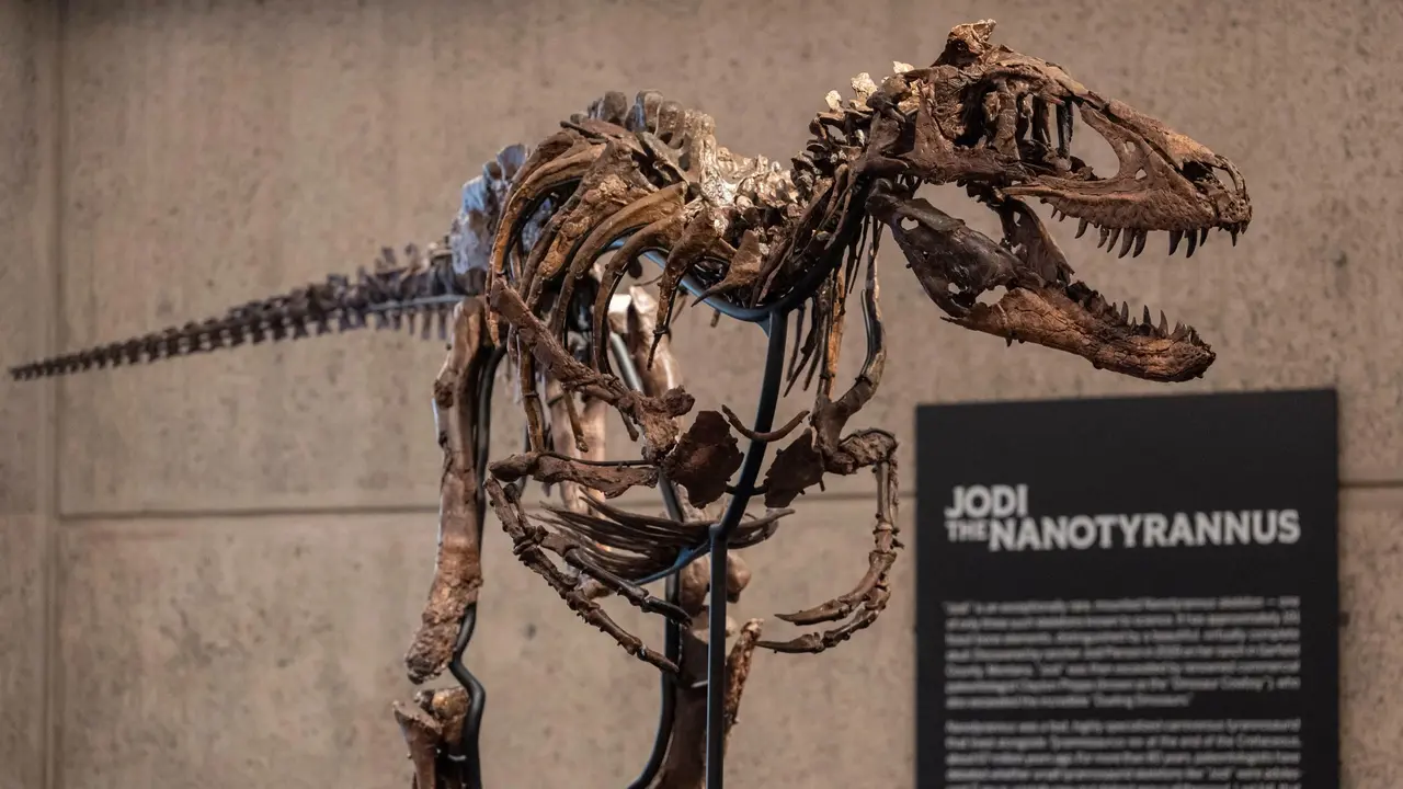 Kerangka Nanotyrannus, dinosaurus kerabat Tyrannosaurus rex (T. rex)