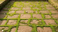 7 Tips Membersihkan Lumut di Paving Block Tanpa Bahan Kimia Berbahaya
